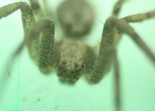 Philodromus sp.